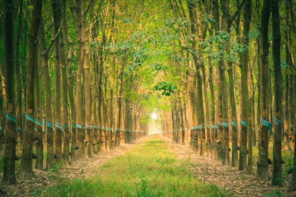 Rå naturgummiplater blir bearbeidet i fabrikken.