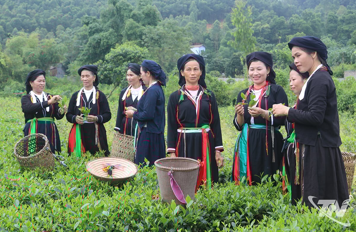 يتبادل سكان مجموعة هونغ كوك السكنية الخبرات في إنتاج الشاي الآمن.