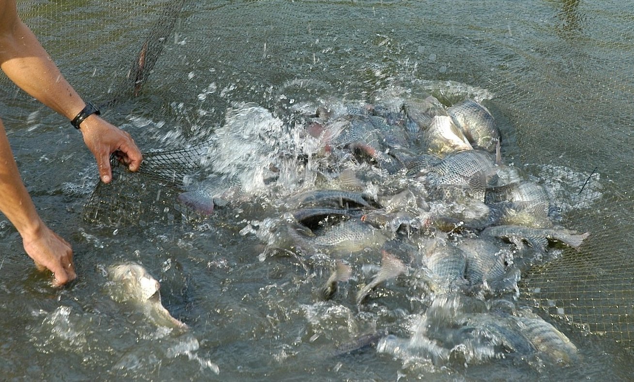 To create a unique identity for Vietnamese tilapia, it is necessary to promote the development of tilapia farming models in brackish and salty water environments. Photo: Hong Tham. Muốn tạo ra sự riêng biệt cho cá rô phi Việt Nam, cần đẩy mạnh phát triển mô hình nuôi cá rô phi trong môi trường nước lợ, mặn. Ảnh: Hồng Thắm.