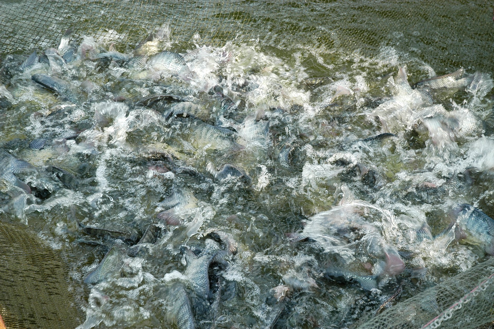 Până în 2024, suprafața de cultivare a tilapiei în țară va ajunge la 42.716 hectare, cu o producție de peste 316.000 de tone. Foto: Hong Tham. Năm 2024, diện tích nuôi cá rô phi của cả nước đạt 42.716 ha, sản lượng hơn 316.000 tấn. Ảnh: Hồng Thắm.