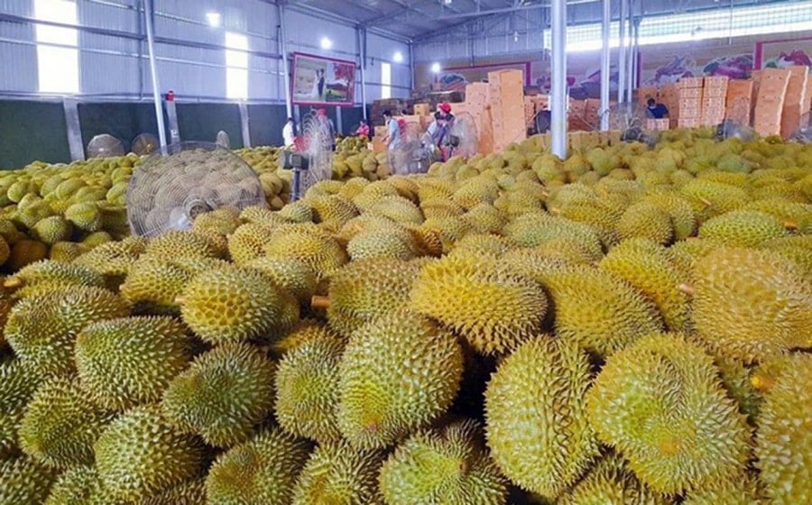 តម្លៃទុរេនថ្ងៃនេះថ្ងៃទី៨ ខែវិច្ឆិកា ធ្លាក់ចុះនៅកន្លែងខ្លះ