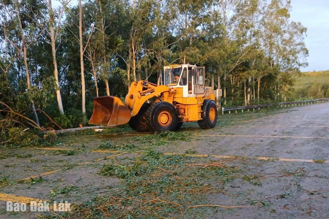 Unit-unit terkait terus membersihkan pohon tumbang di jalan. Dalam foto: Membersihkan pohon tumbang di Jalan Raya 643.