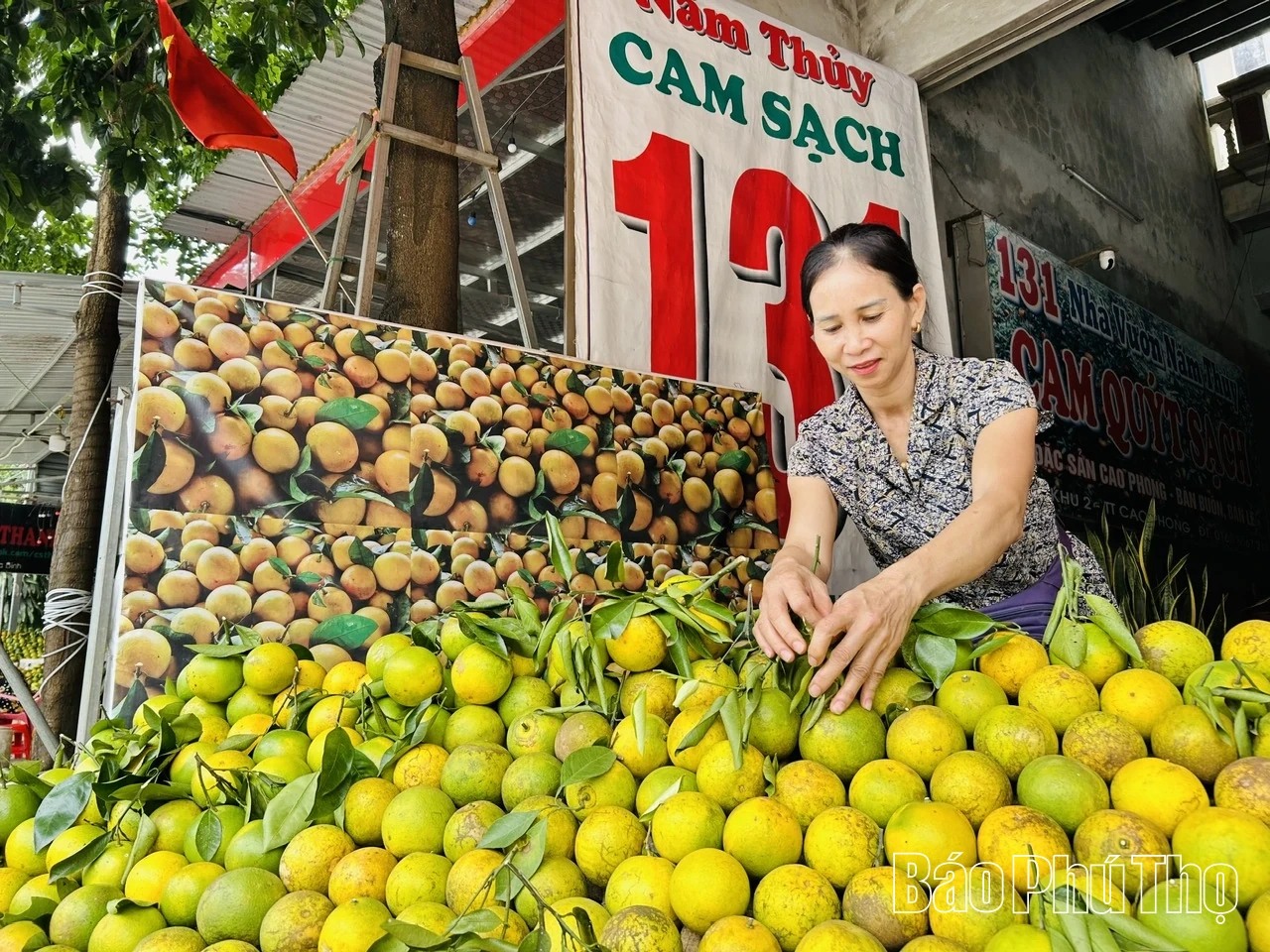 Aktivt förberedande inför Cao Phong Orange Festival 2025