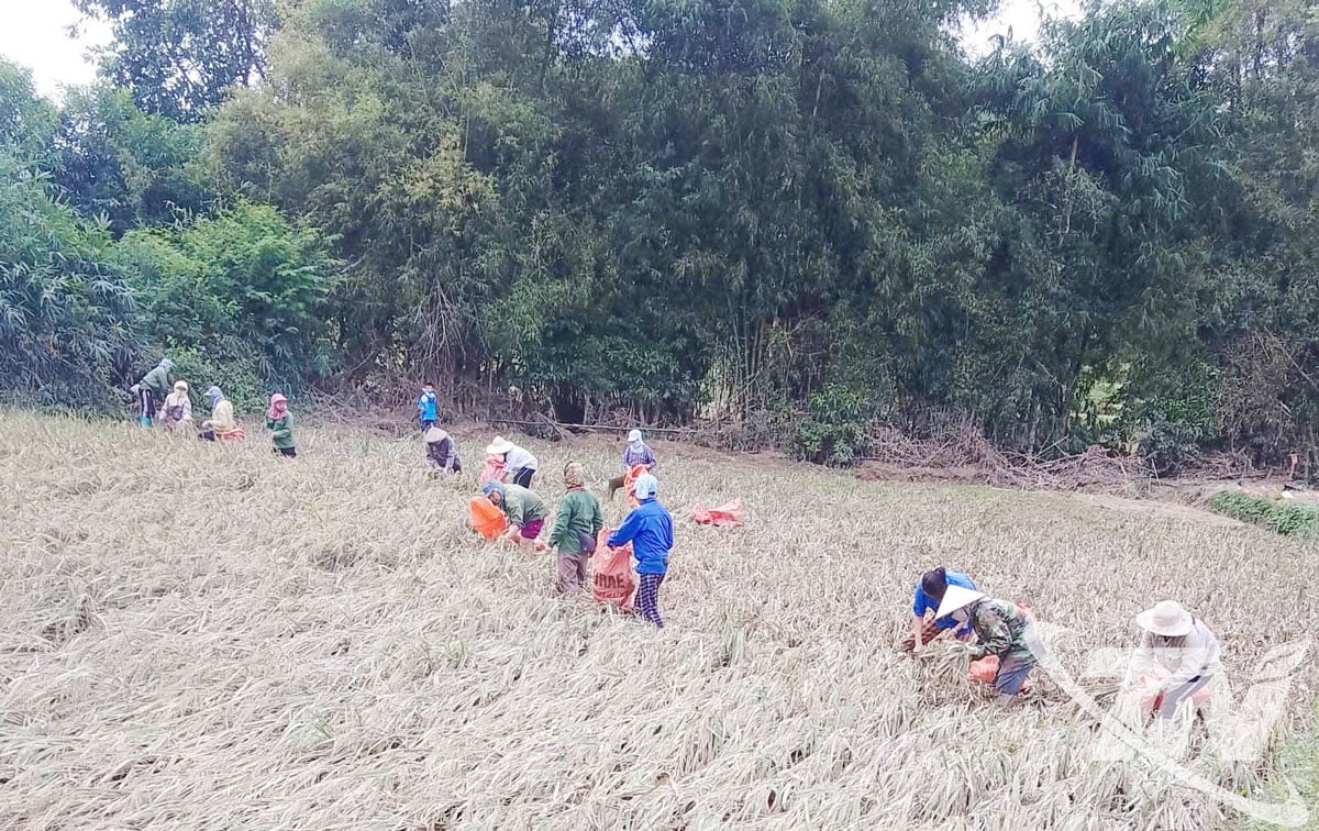 Leden van de boerenvereniging van het dorp Hop Tien I (gemeente Ngan Son) helpen elkaar met het oogsten van rijst na de storm en overstroming.
