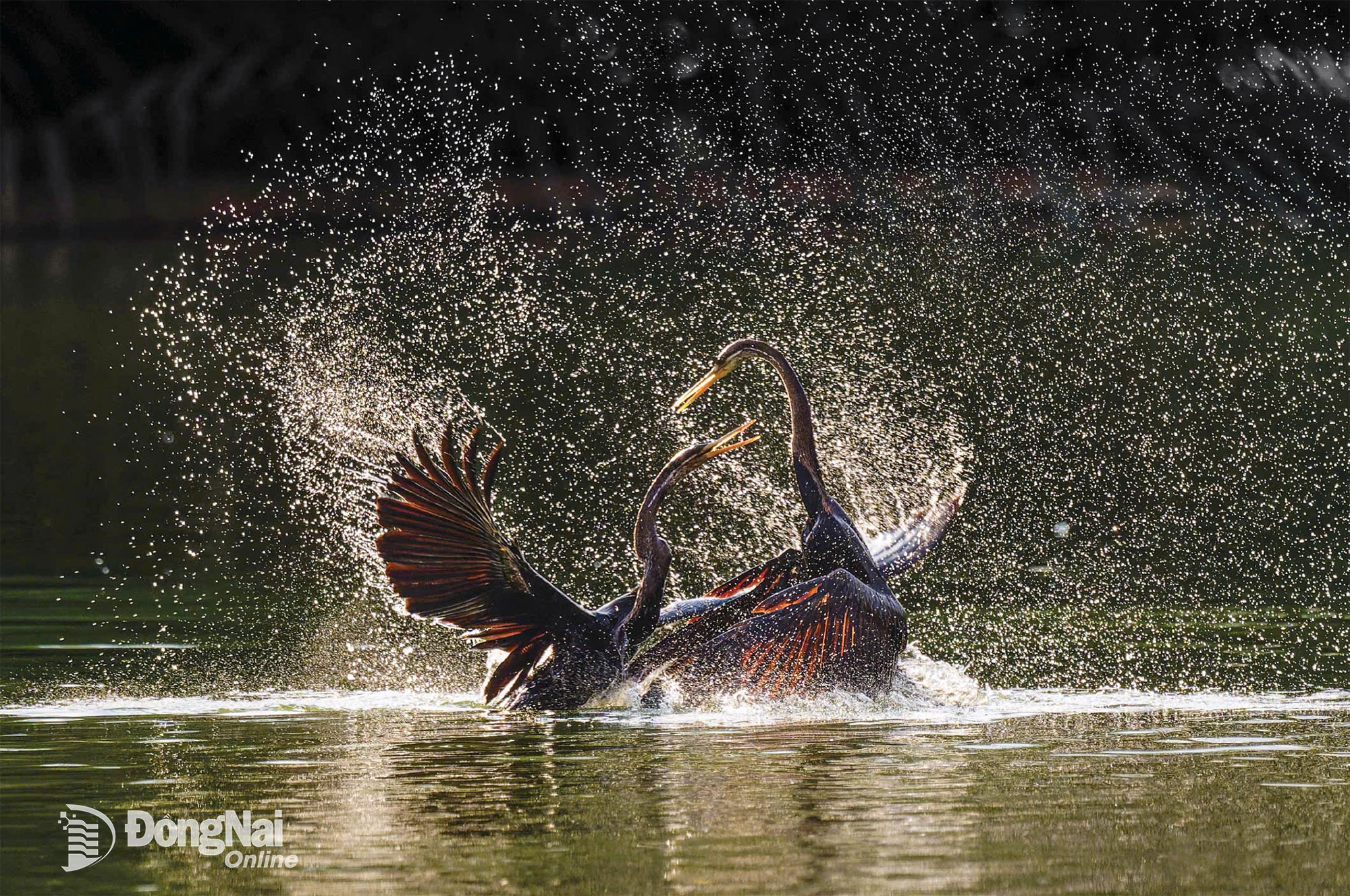 เถาวัลย์งูโบราณ - ผู้แต่ง NGUYEN MINH MAN