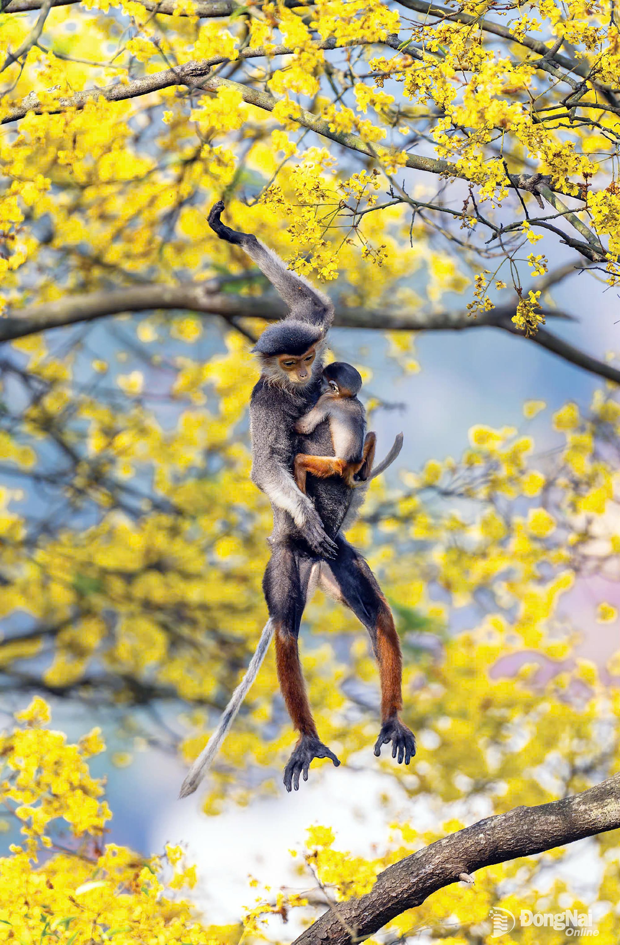 ลิงแสมขาแดง - author PHUNG QUANG HUNG