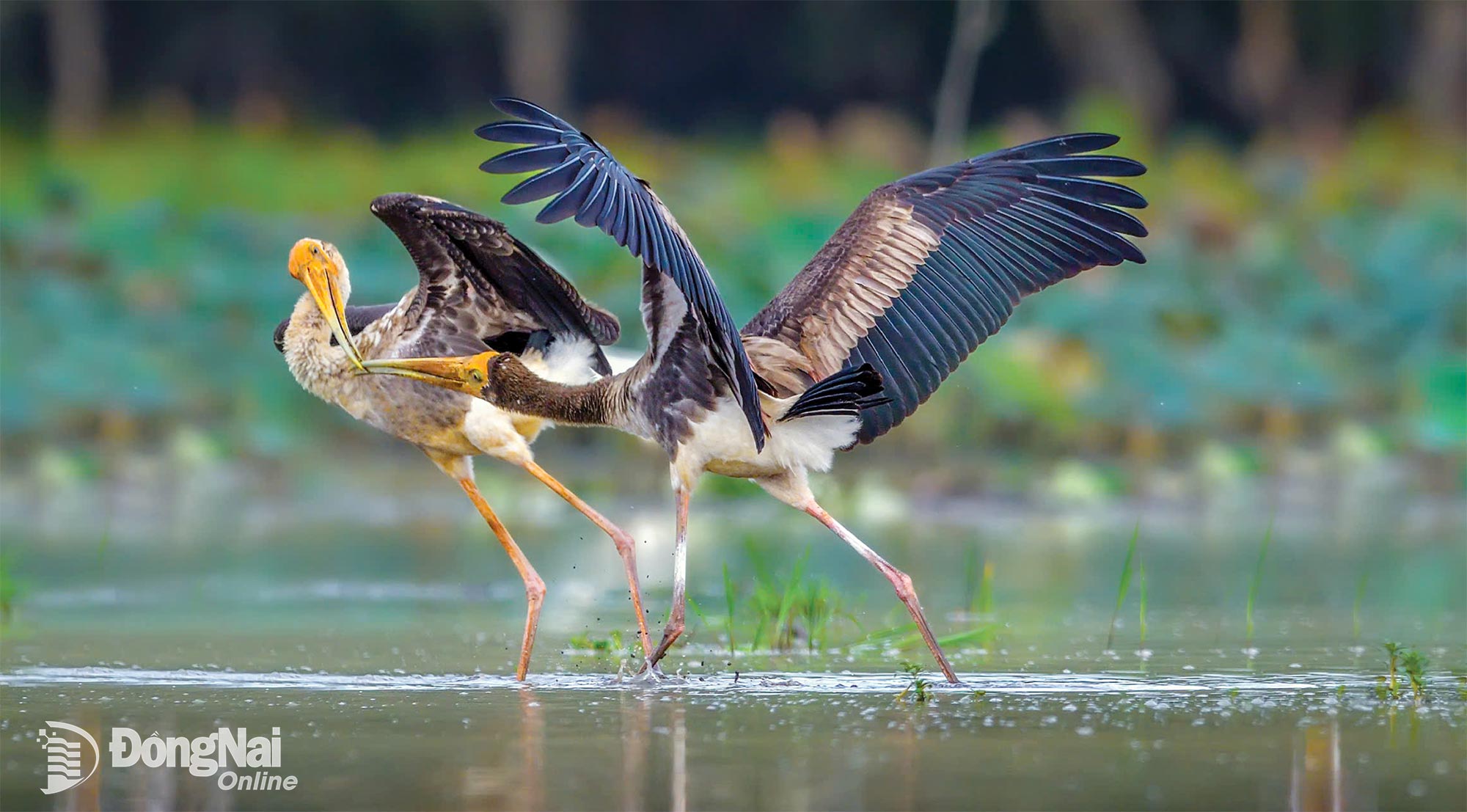 เกียง เซิน - ผู้เขียน หลี่ เหงียน หล่ง