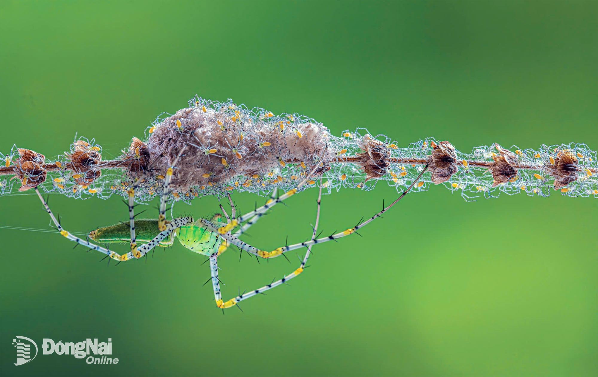 อันดับแมงมุมนักล่า (Araneae) - ผู้แต่ง HO TAN THINH