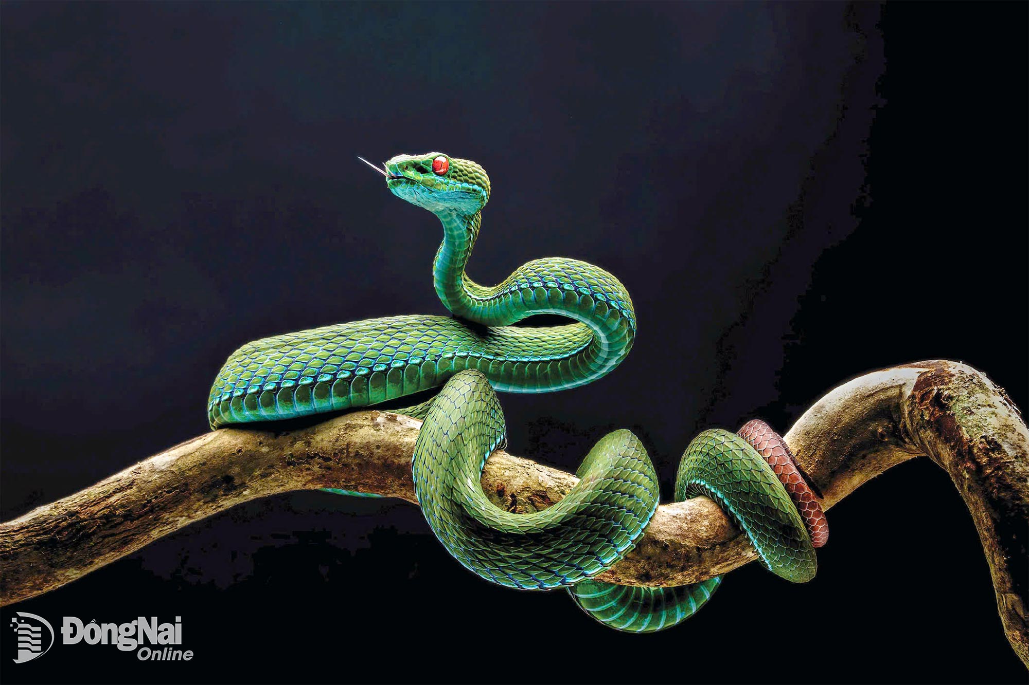 Ruby-eyed Viper - ผู้แต่ง TRAN ANH TUAN