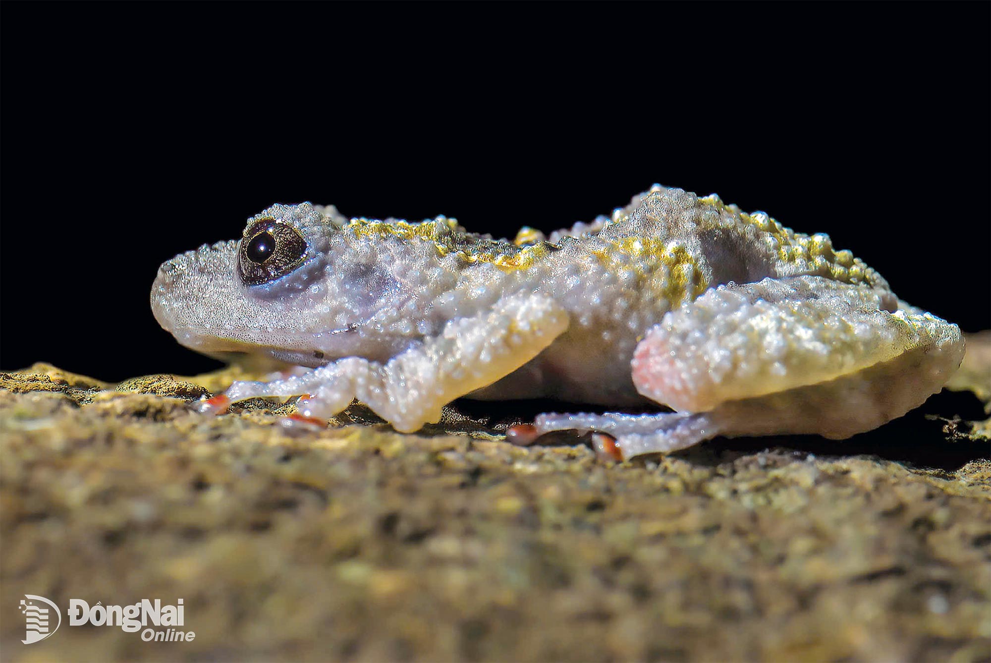 กบต้นไม้เป็นก้อน - ผู้แต่ง เหงียนถิถันหง