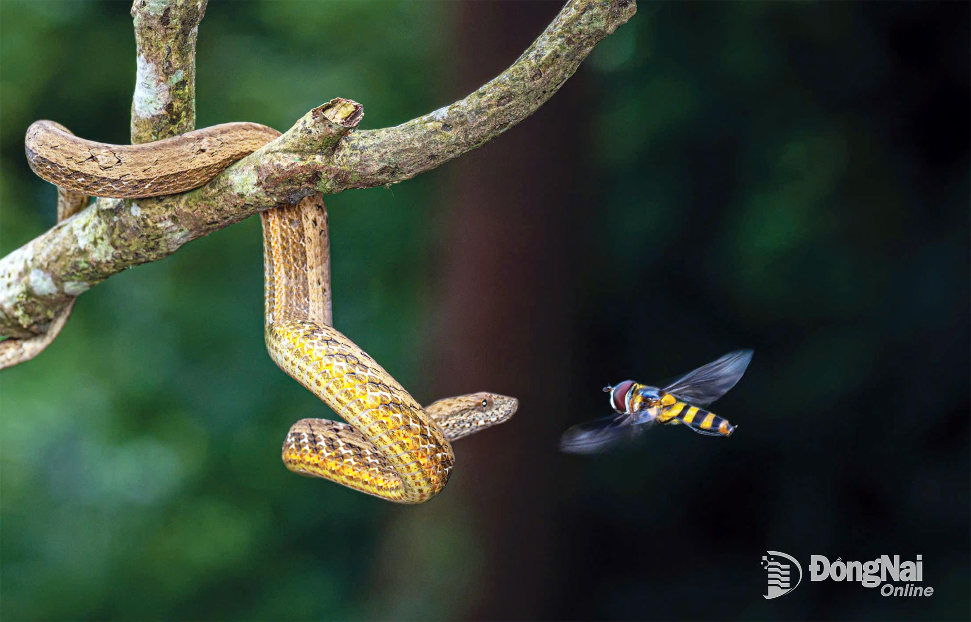 งูเห่าสีน้ำตาล - ผู้เขียน HOANG THU HUONG