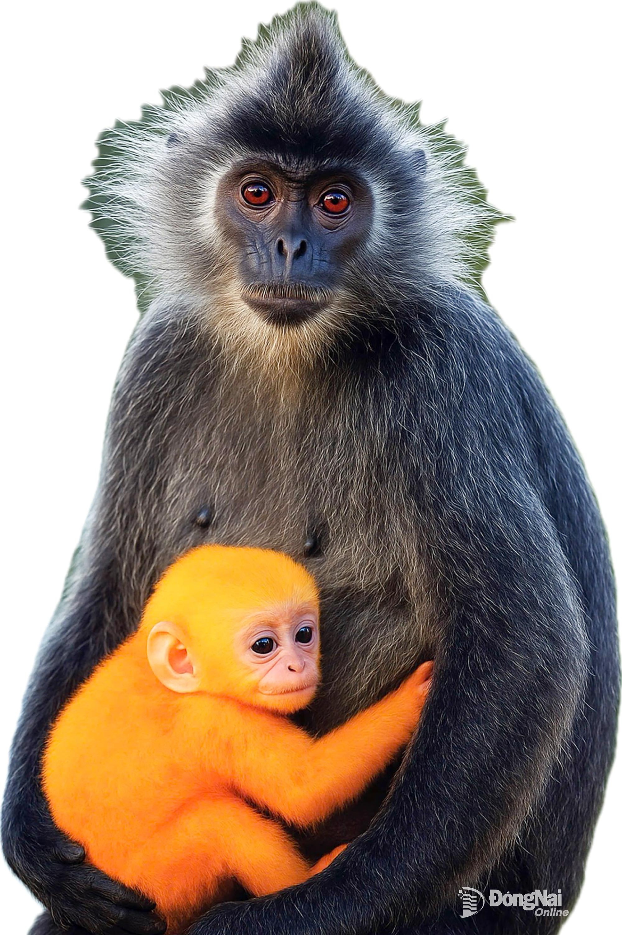 ค่างเงินอินโดจีน - ผู้เขียน TRUONG NGUYEN