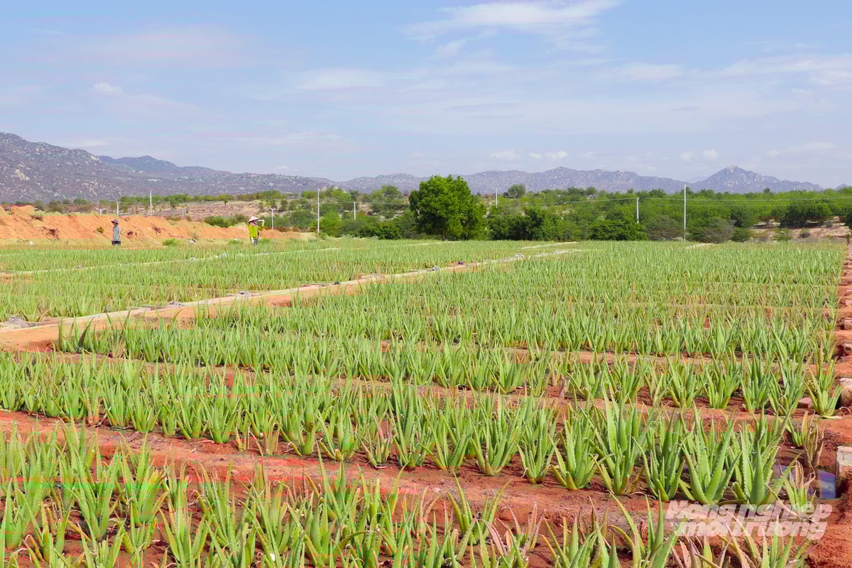 Mit jeder Erntesaison sichern sich die Menschen nicht nur ein regelmäßiges Einkommen, sondern erleben auch die Veränderungen in diesem sonnigen und windigen Land. Foto: Nguyen Thuy. Mỗi mùa vụ đến, người dân không chỉ có thêm nguồn thu ổn định, mà còn thấy rõ sự đổi thay của vùng đất đầy nắng và gió. Ảnh: Nguyễn Thủy.