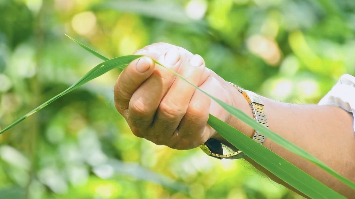 Tại ĐBSCL đã tìm thấy 2 loài lúa hoang có nguồn gen quý, nếu được khai thác hiệu quả có thể tạo ra đột phá trong công tác chọn tạo giống lúa. Ảnh: Kim Anh.