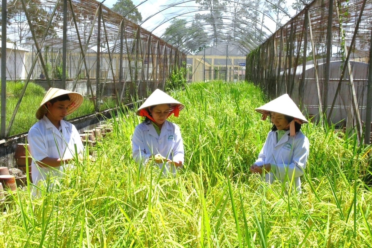 Lúa hoang có những đặc điểm sinh thái và sinh học rất có giá trị trong chọn tạo giống lúa mới. Ảnh: Kim Anh.