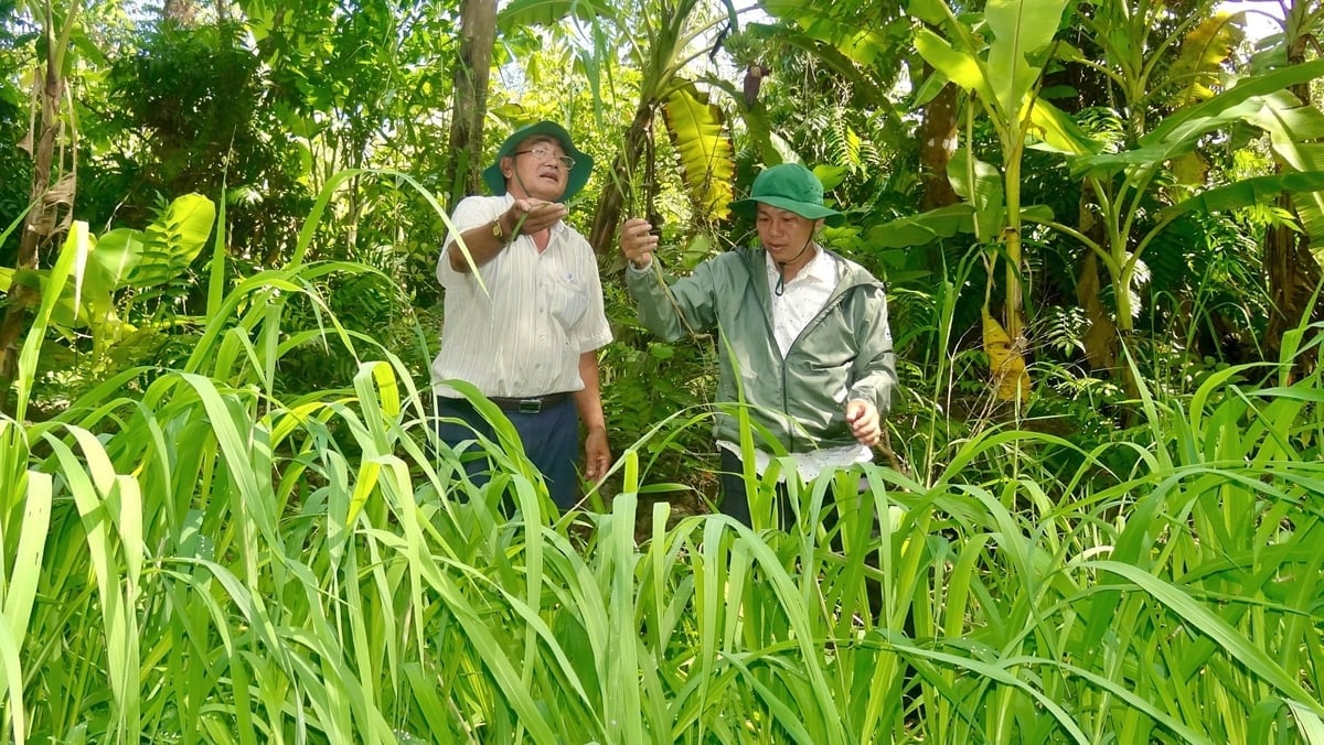 Cán bộ Phòng Khoa học và Bảo tồn đất ngập nước (Khu Bảo tồn thiên nhiên Lung Ngọc Hoàng) kiểm tra sinh trưởng của cây lúa hoang. Ảnh: Kim Anh.