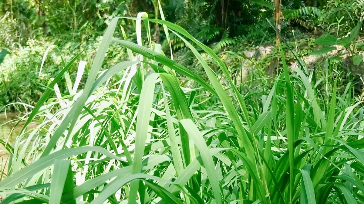 Việc bảo tồn lúa hoang góp phần giữ gìn những giá trị nguyên sơ của tự nhiên. Ảnh: Kim Anh.