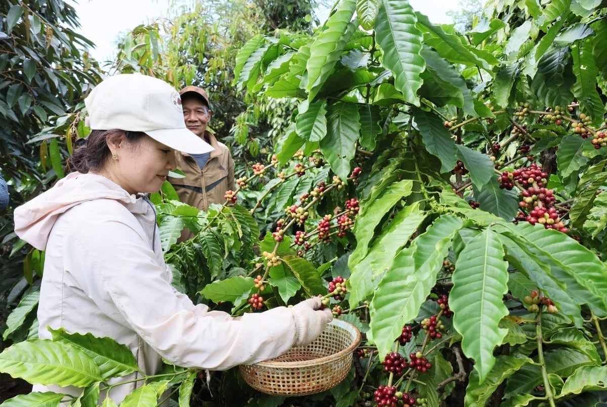 Średnie plony kawy w Wietnamie wynoszą około 3 ton ziaren/ha, czyli 3 razy więcej niż średnia światowa. Zdjęcie: PC. Năng suất bình quân cà phê Việt Nam đạt khoảng 3 tấn nhân/ha, cao hơn 3 lần trung bình thế giới. Ảnh: PC.