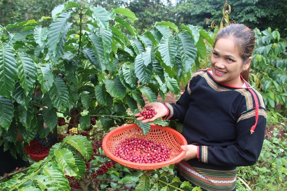 Wietnamski przemysł kawowy jest głównym źródłem utrzymania dla ponad 600 000 gospodarstw rolnych, zatrudniających około 2 milionów pracowników. Zdjęcie: PC. Ngành cà phê Việt Nam là sinh kế chính cho hơn 600.000 hộ nông dân với khoảng 2 triệu lao động. Ảnh: PC.