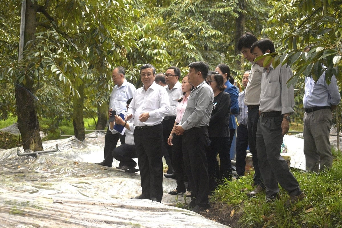 Thứ trưởng Hoàng Trung thăm vườn sầu riêng ở xã Long Tiên, tỉnh Đồng Tháp. Ảnh: Minh Đảm.