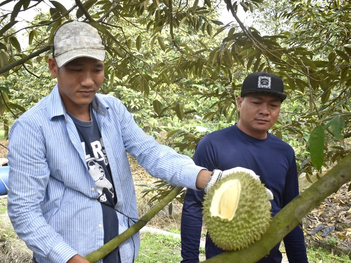 Kiểm tra 'tuổi' quả sầu riêng trước khi thu hoạch. Ảnh: Minh Đảm.