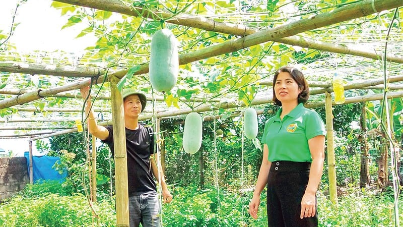 Den duftende grønne squashdyrkingsmodellen åpner for en ny økonomisk utviklingsretning for folket i Van Ban kommune.