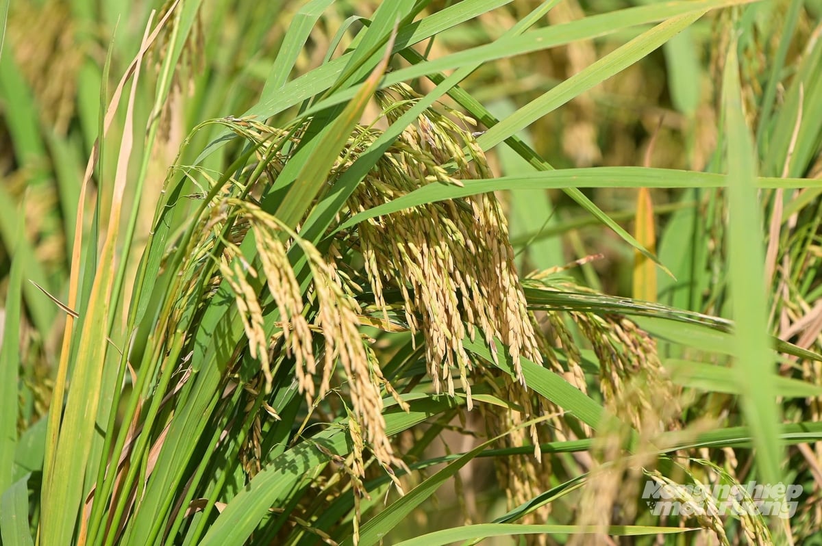 Cập nhật giá lúa gạo hôm nay 8/11/2025 mới nhất