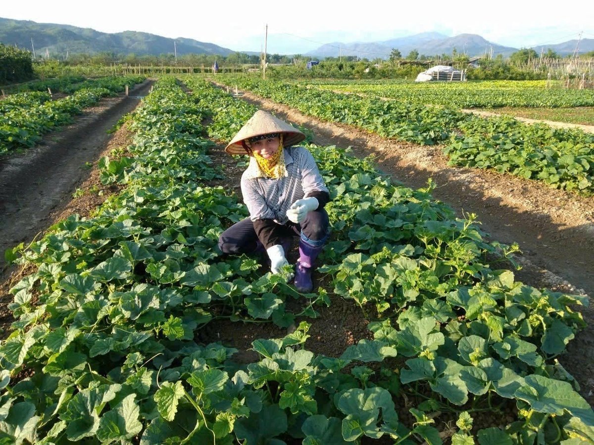 Vườn rau sạch của hội viên phụ nữ xã Thanh Nưa. Ảnh: Hoàng Châu. 