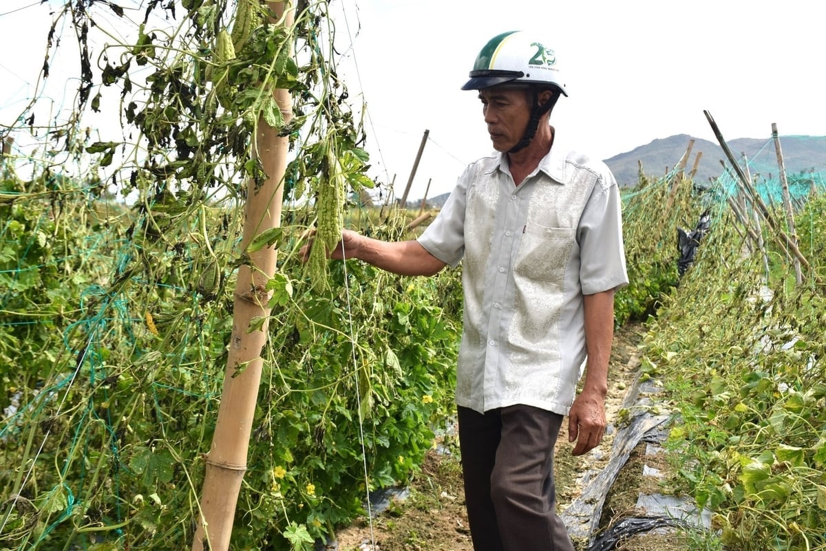 Ông Nguyễn Văn Tám, Phó Giám đốc HTX Nông nghiệp Phước Hiệp, kiểm tra thiệt hại của những vườn rau VietGAP trên địa bàn. Ảnh: V.Đ.T.