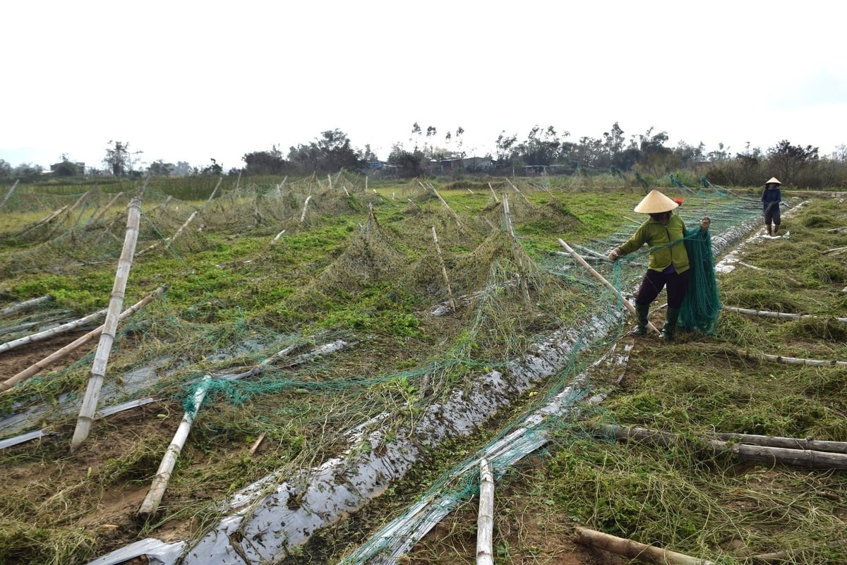 Chị Nguyễn Thị Tâm (đứng trước) đang cùng 1 nhân công thu dọn 'bãi chiến trường khổ qua' của mình. Ảnh: V.Đ.T.