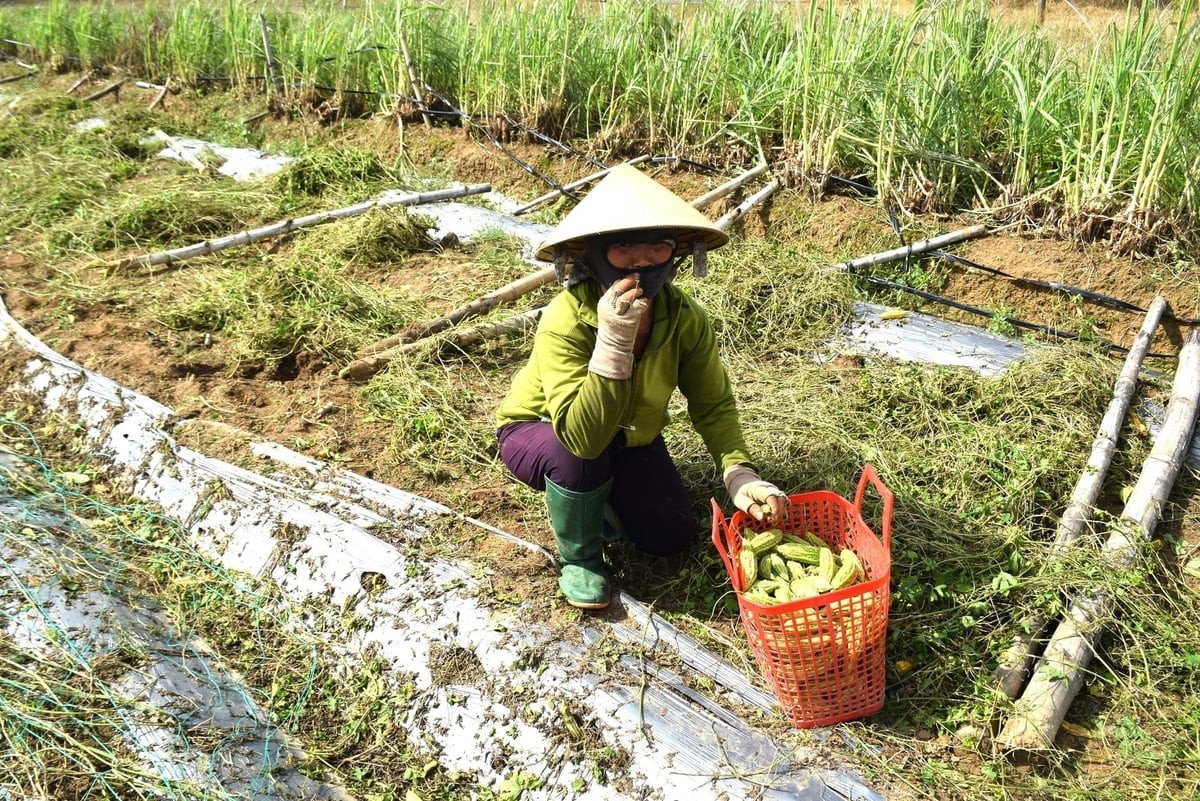 Chị Tâm tiếc nuối tận thu những quả khổ qua còn xanh để mang về ăn, biếu cho hàng xóm. Ảnh: V.Đ.T.