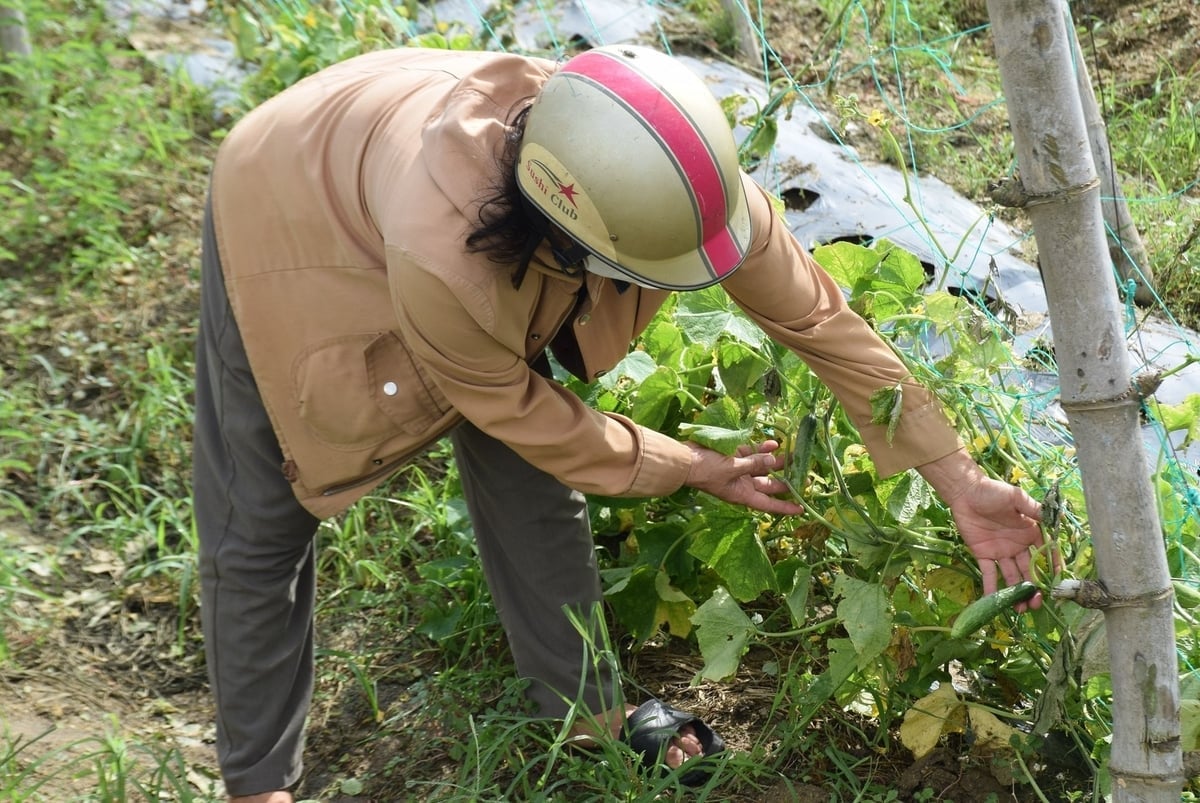 Cây dưa leo cùng cảnh ngộ với cây khổ qua. Ảnh: V.Đ.T.