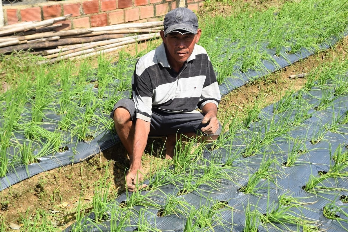 Vợ anh Nguyễn Văn Dư cố gắng khắc phục đám hành đã hư hỏng sau bão. Ảnh: V.Đ.T.