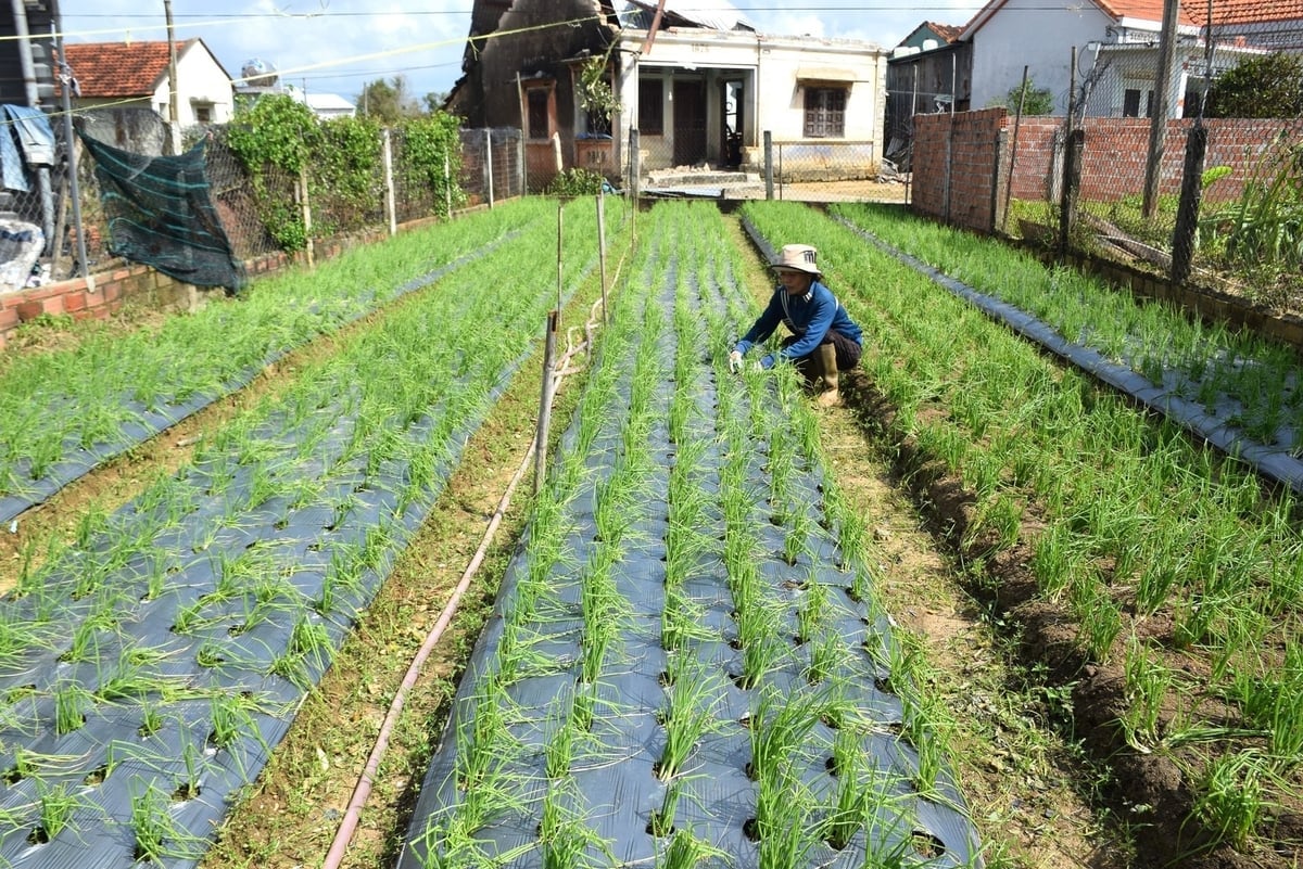 Chị Nguyễn Thị Dư xót xa bên đám hành chuẩn bị bán giờ đã xơ xác. Ảnh: V.Đ.T.