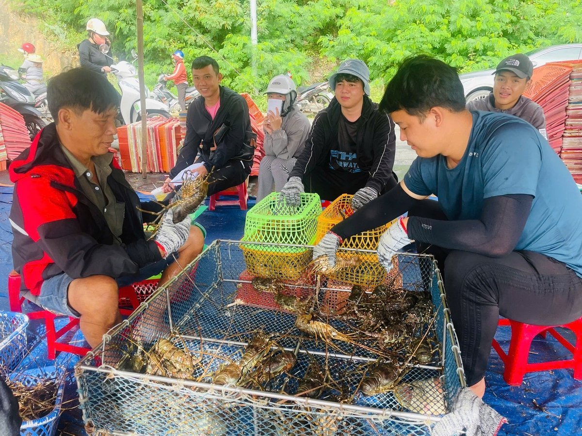 Tôm hùm được thu hoạch sớm trước khi bão số 3 vào. Ảnh: Tuấn Anh.