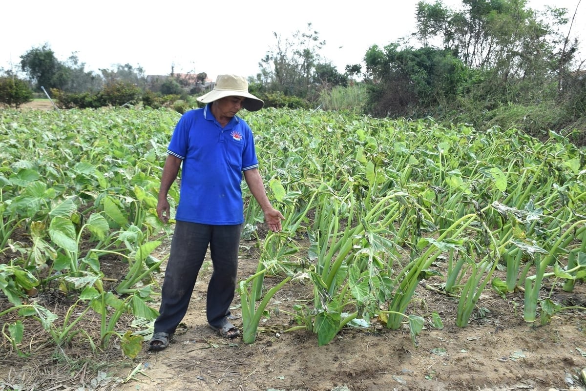 Anh Võ Đông Sơn bên đám môn đã te tua sau bão. Ảnh: