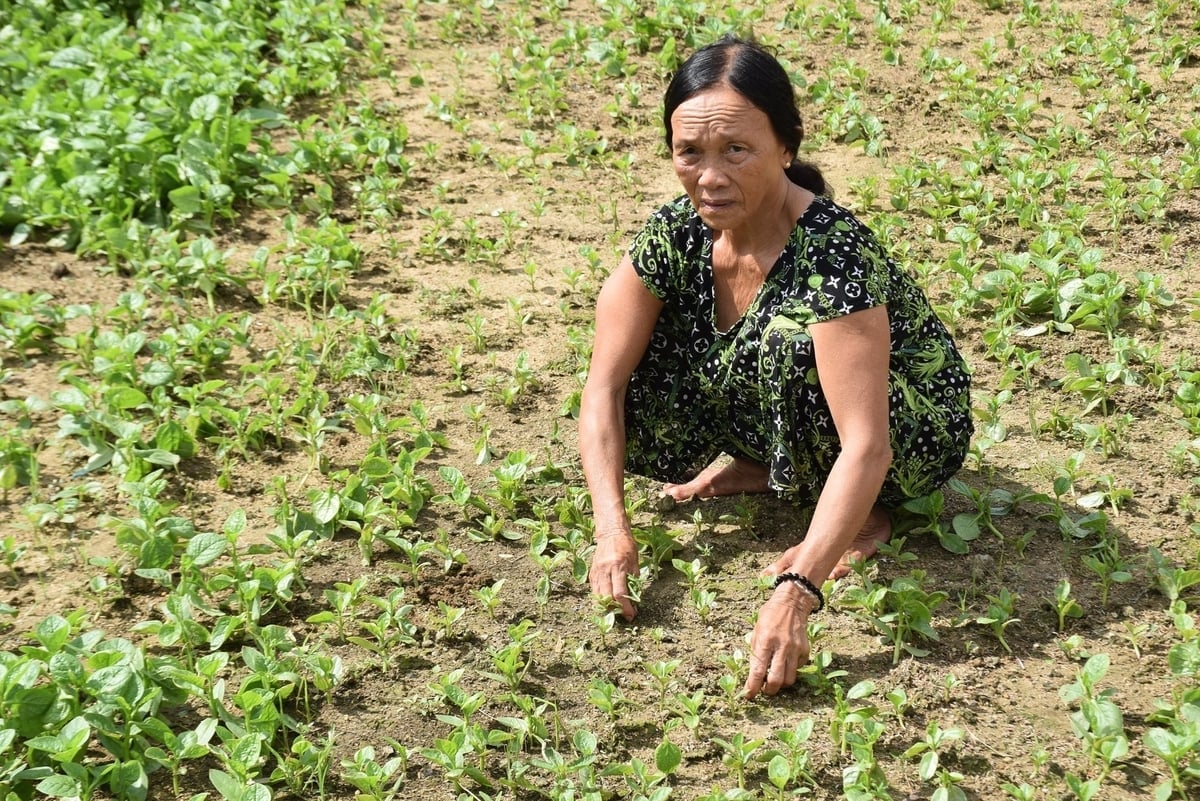 Bà Trần Thị Liệng ở đội 9 thôn Đại Lễ xót xa bên đám mồng tơi đã 'tơi tả' của mình. Ảnh: V.Đ.T.
