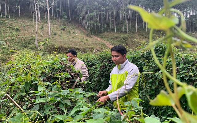 Giữ gìn văn hóa, phát triển dược liệu: Hướng đi mới của tỉnh Ninh Bình- Ảnh 1.