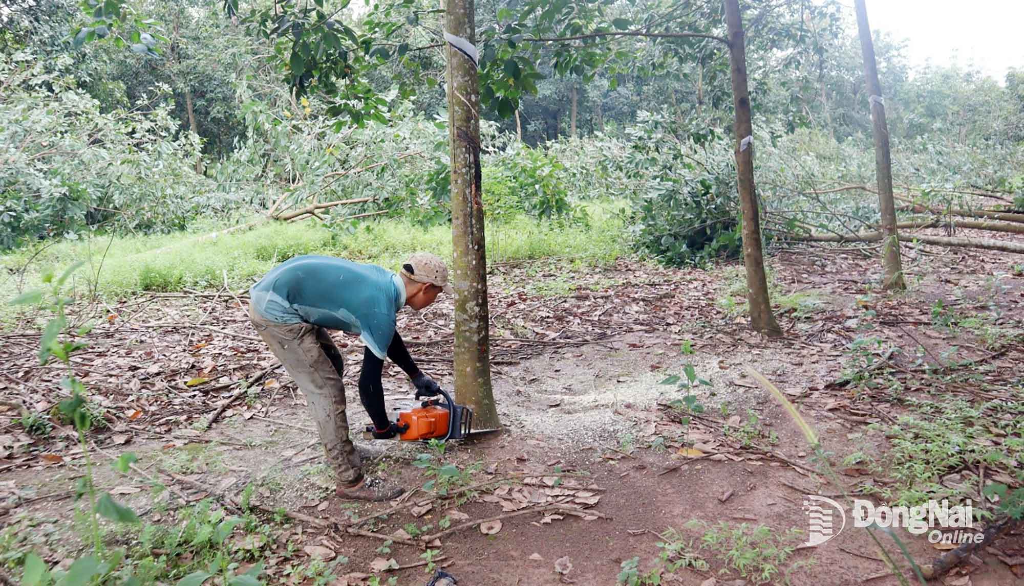 គ្រួសារ​យល់​ព្រម​កាប់​ដើម​កៅស៊ូ និង​ប្រគល់​ដី​សម្រាប់​គម្រោង​ផ្លូវ​ល្បឿនលឿន។ រូបថត៖ Nha Tram  