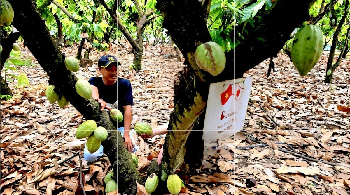 Sau khi tổ chức chính quyền địa phương hai cấp được củng cố, chương trình OCOP tại Đồng Nai có nhiều đổi mới trong cơ chế đánh giá và phân hạng sản phẩm. Ảnh: Minh Sáng.