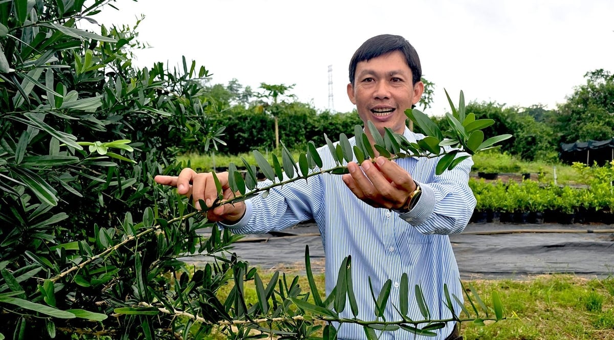 Công ty Dược liệu Tâm Tâm An đi vào khai thác giá trị cây xáo tam phân bản địa để phát triển các sản phẩm bảo vệ sức khỏe. Ảnh: Minh Sáng.