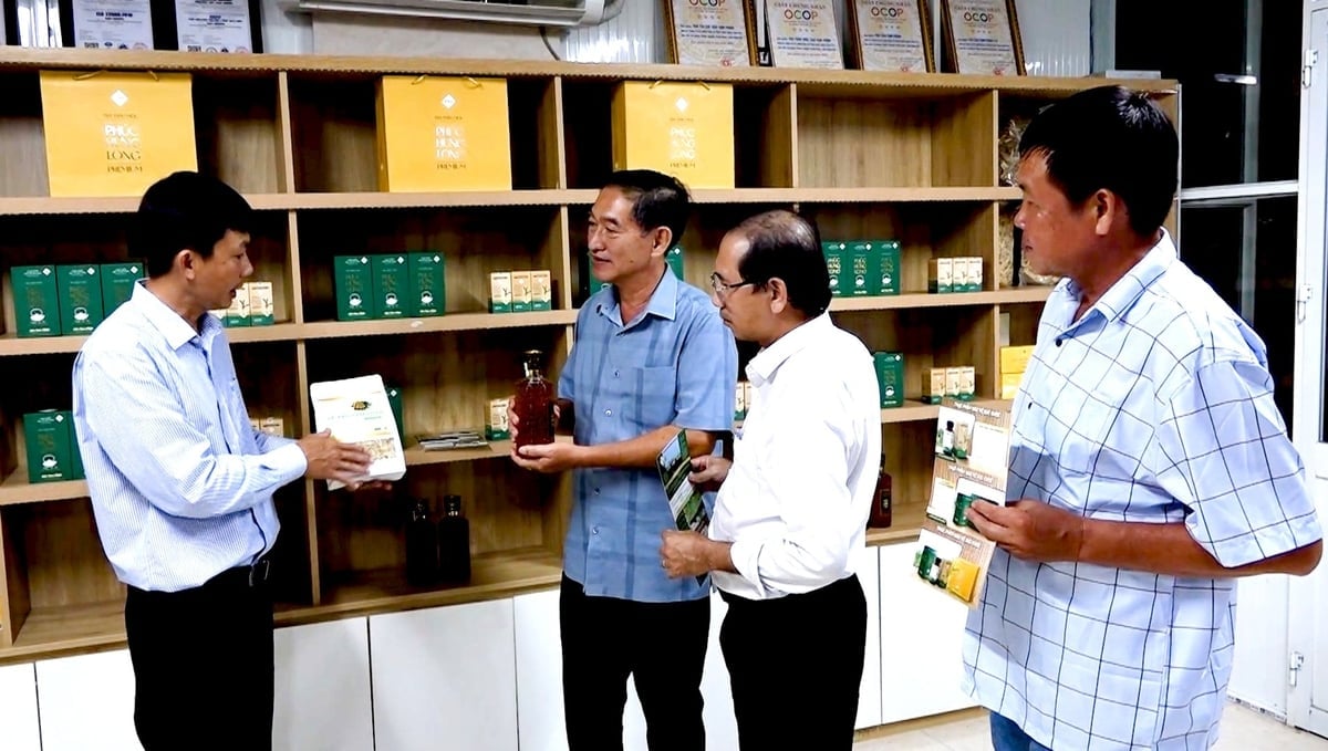 Hiện doanh nghiệp Dược liệu Tâm Tâm An đã sản xuất được 9 sản phẩm từ cây xáo tam phân, tiêu biểu như trà thảo mộc, rượu, viên nang… Trong đó có 4 sản phẩm đạt chuẩn OCOP 4 sao. Ảnh: Minh Sáng.