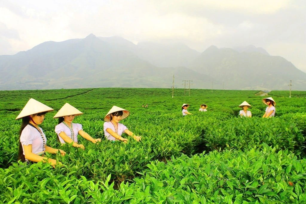 ផលិតផលធម្មតារបស់ Lai Chau ដូចជា យិនស៊ិន Lai Chau តែបុរាណ cordyceps អង្ករ Seng Cu សាច់ក្រៀម មី cellophane និងយិនស៊ិន។ រូបភាព៖ ក្រសួងឧស្សាហកម្ម និងពាណិជ្ជកម្ម។