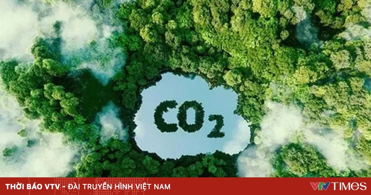 Google mua tín chỉ carbon từ dự án trồng rừng Amazon