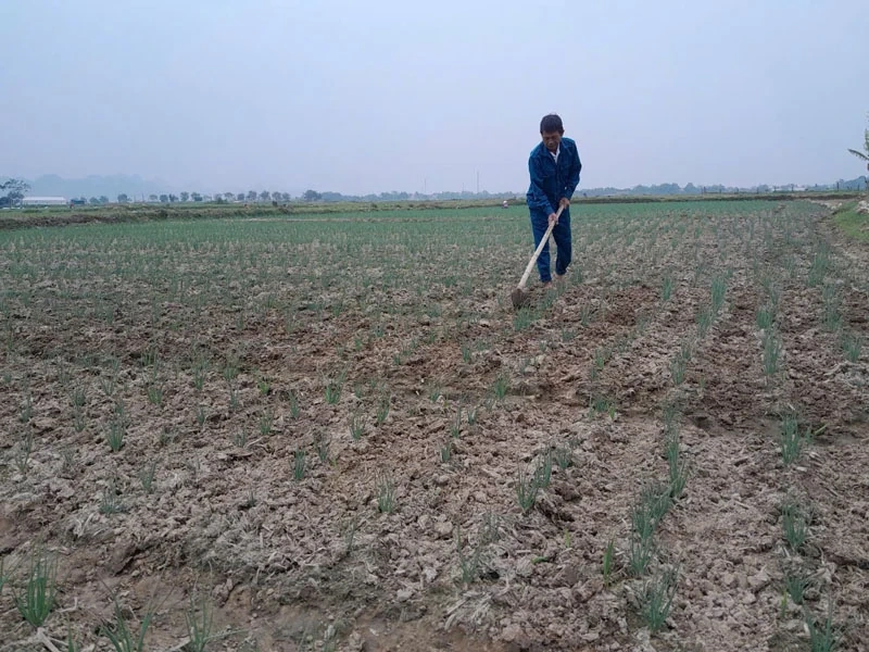 Nga Sơn gia tăng giá trị từ sản xuất vụ đông