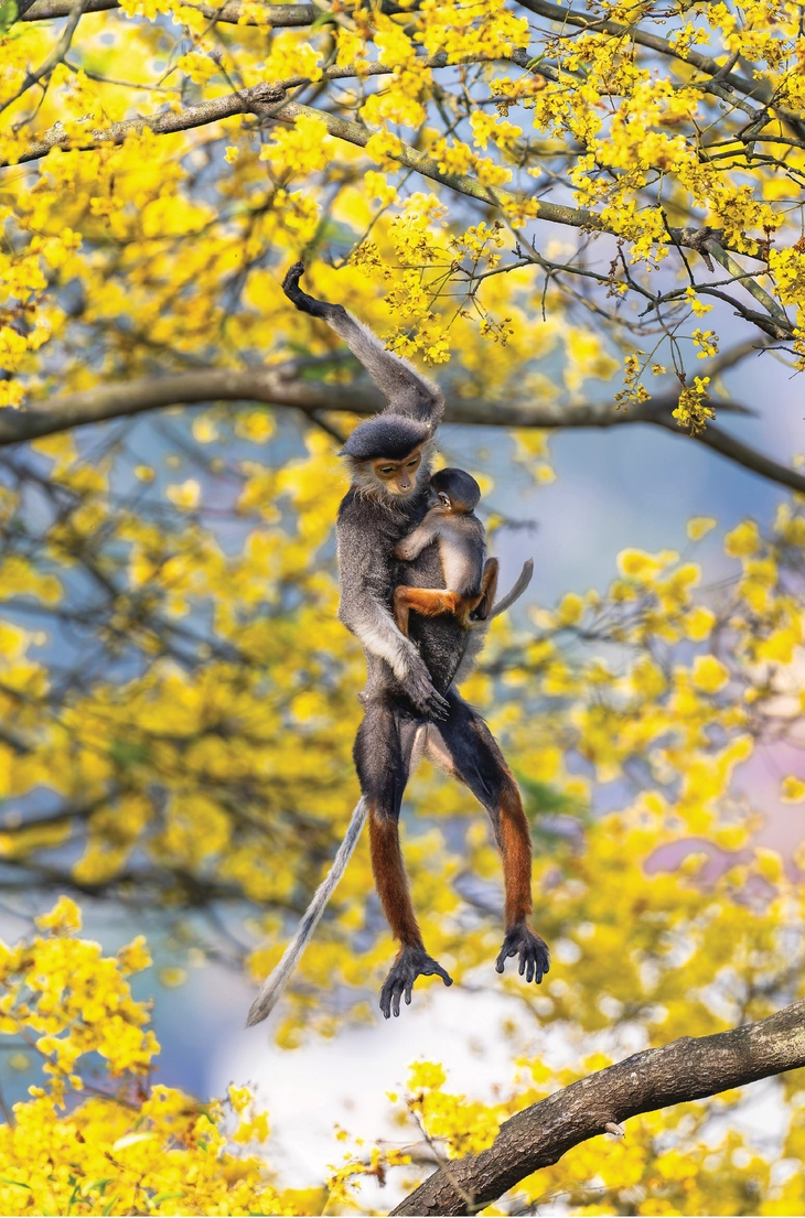 thiên nhiên hoang dã - Ảnh 2.