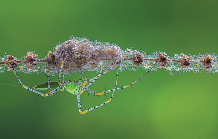 thiên nhiên hoang dã - Ảnh 3.