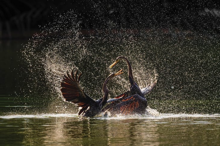 thiên nhiên hoang dã - Ảnh 7.
