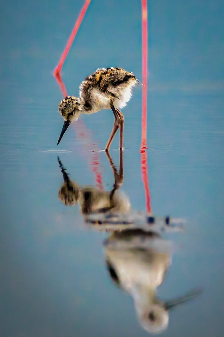 thiên nhiên hoang dã - Ảnh 10.