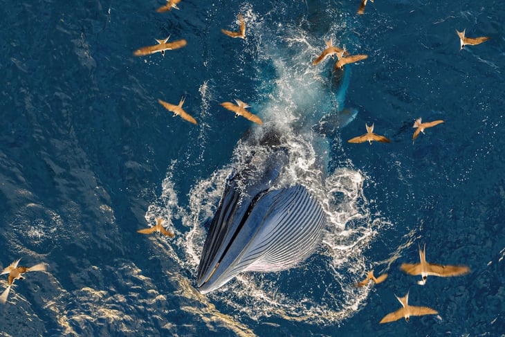 thiên nhiên hoang dã - Ảnh 12.